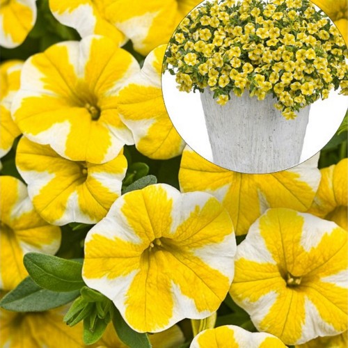 Calibrachoa SUPERBELLS 'Lemon Slice' - Puispetuunia SUPERBELLS 'Lemon Slice'